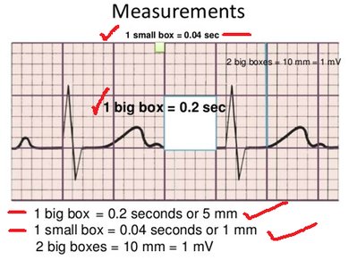 Anatomy & Physiology Heart Conduction Study Guide | Notes