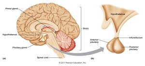 Diagram of hypothalamus and pituitary gland location and structure