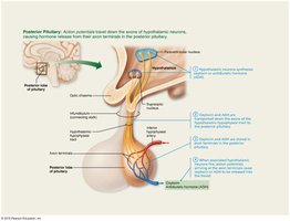 Posterior pituitary hormone release mechanism