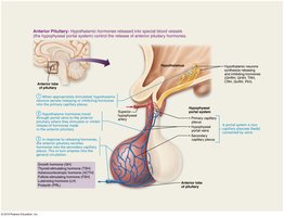 Anterior pituitary hormone regulation and portal system