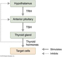 Regulation of thyroid hormone secretion