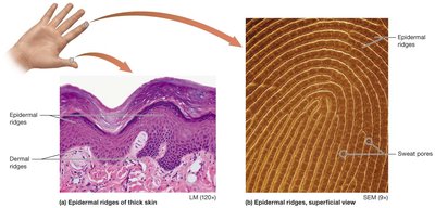 Epidermal and dermal ridges, fingerprint structure