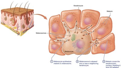 Melanocyte and melanin transfer to keratinocytes