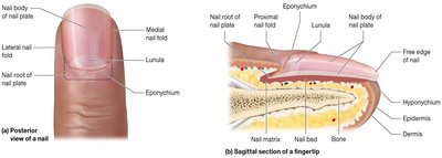 Nail anatomy and sagittal section of fingertip