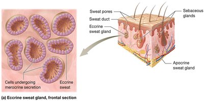 Eccrine sweat gland structure