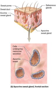 Apocrine sweat gland structure