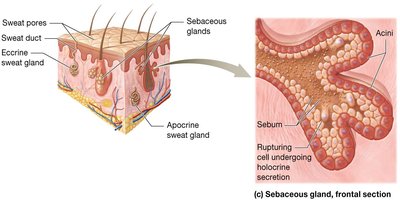 Sebaceous gland structure and holocrine secretion