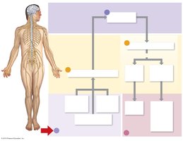 Diagram of nervous system organization