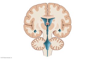 Brain organization: ventricles and nuclei