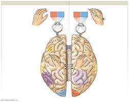 Left and right cerebral hemisphere functions