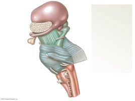 Diencephalon and brain stem