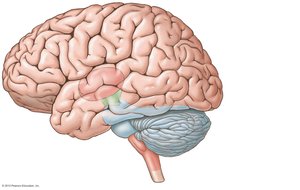 Cerebellum