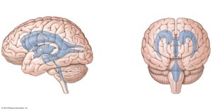 Ventricles of the brain