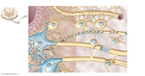 Neuroglia and neurons in the spinal cord