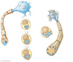 Schwann cells and myelination in the PNS