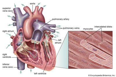Anatomy of the heart and cardiac muscle cells with intercalated discs