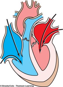 Ventricular filling phase diagram