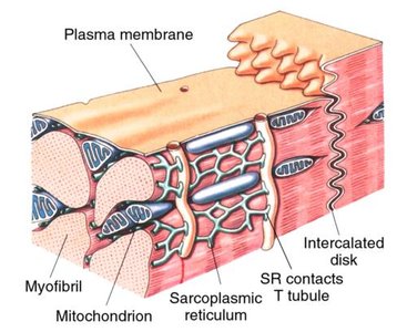 Structure of cardiac muscle cell showing intercalated disc, mitochondria, and sarcoplasmic reticulum