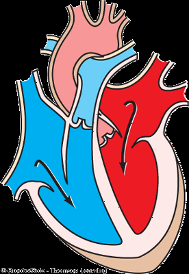 Atrial systole phase diagram