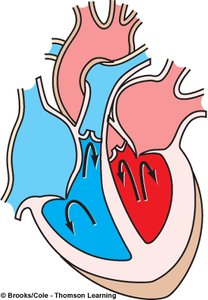 Isovolumetric ventricular contraction phase diagram