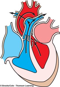 Ventricular ejection phase diagram