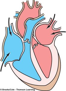 Isovolumetric relaxation phase diagram