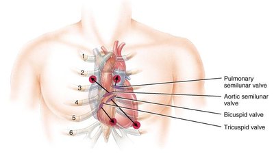 Heart sounds and valve locations diagram