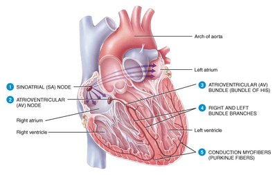 Heart conduction system showing SA node, AV node, bundle branches, and Purkinje fibers