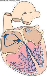 Diagram of the cardiac conduction pathway