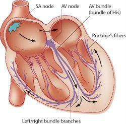 Conduction system of the heart with labeled nodes and fibers