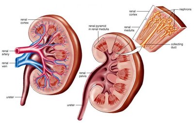 Kidney sectional anatomy