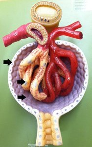 Renal corpuscle structure