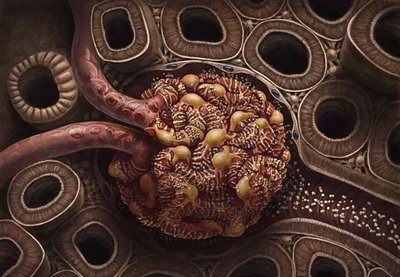 Filtrate in proximal convoluted tubule
