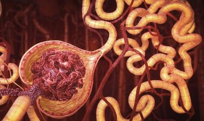 Filtration at glomerulus