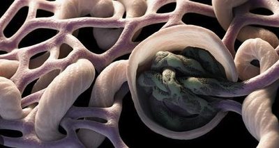 Reabsorption in nephron