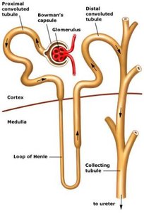 Nephron segments diagram