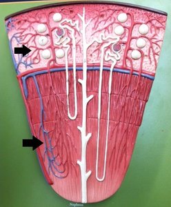Peritubular capillaries and vasa recta