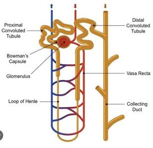 Distal convoluted tubule diagram