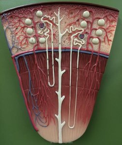 Collecting duct structure