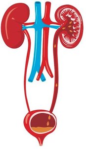Simplified urinary system diagram