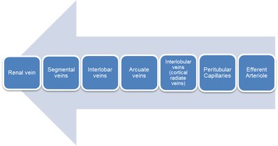 Renal circulation flowchart (veins)