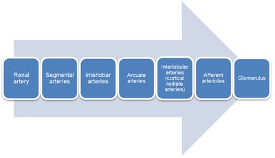 Renal circulation flowchart (arteries)