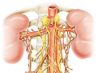 Renal innervation diagram