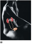 Urinary system