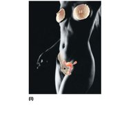 Female reproductive system