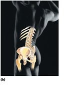 Skeletal system