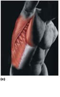Muscular system