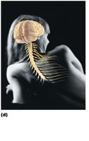 Nervous system