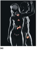 Endocrine system