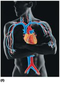Cardiovascular system